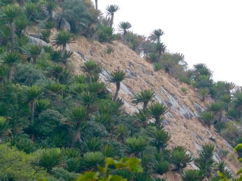 My experience with this nursery was very positive. Encephalartos transvenosus in wild | Tropical plants ...