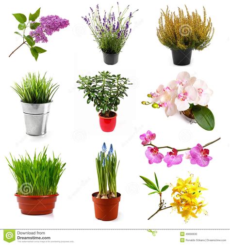 Different kinds of flowers reproduce in many different ways. Collection With Different Flowers And Plants, Isolated On ...