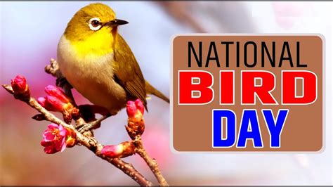 Why National Bird Day Is Celebrated On 5 January YouTube