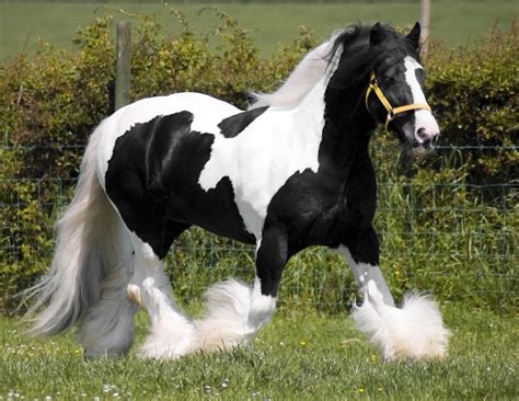 Rising Stars In Running For New Gypsy Vanner Therapy Horse Local