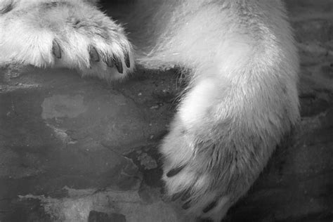 Polar Bear Paws Free Stock Photo Public Domain Pictures