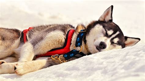 Wallpaper Snow Winter Sleeping Siberian Husky Sleep Puppy