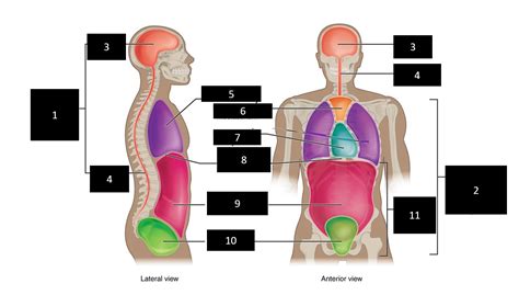Human Anatomy Labeling Body Cavities Human Anatomy