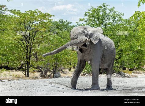 Elephant Swinging His Trunk And Waggling Shaking His Head In Warning
