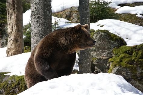 Wildlife Photography Of A Brown Bear Standing In White Snow Hd