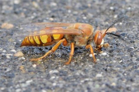 Cicada Killer Sphecius Grandis Sphecius Grandis Bugguidenet