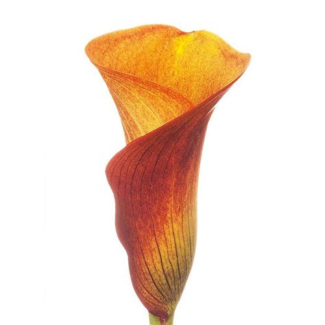 Orange Mini Calla Lilies Orange 100 Stems In 2021 Mini Calla