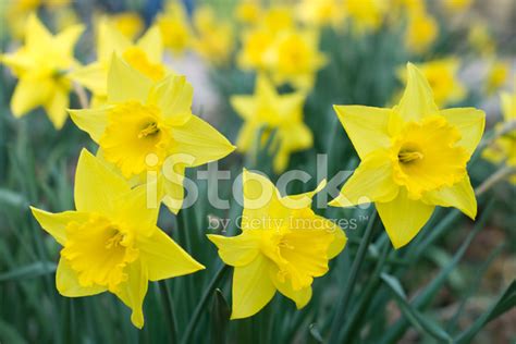 Easter Daffodils Stock Photo Royalty Free Freeimages
