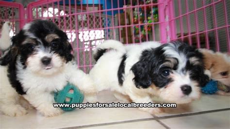 The, cavachon breed is everything that you said she'd be. Gorgeous Cavachon Puppies For Sale, Georgia Local Breeders ...