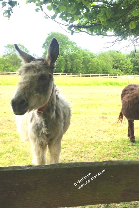 The Donkey Sanctuary Hq Devon Uk Always Worth A Visit If You Love