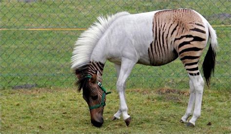 Half Zebra Half Horse Rpics