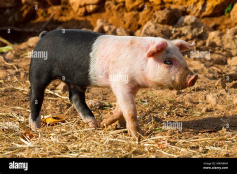 Domestic Pig High Resolution Stock Photography And Images Alamy