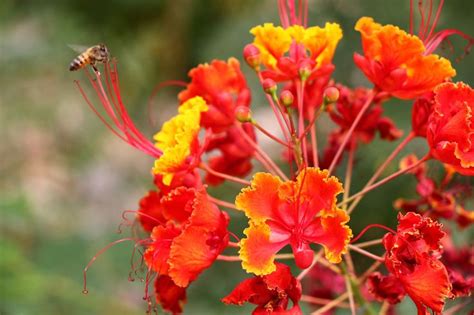 Maybe you would like to learn more about one of these? Desert Flower Names | Orange desert flower and a bee ...