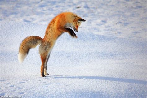 Hungry Fix Gets Stuck Leaping Into The Snow To Catch A Vole Fox