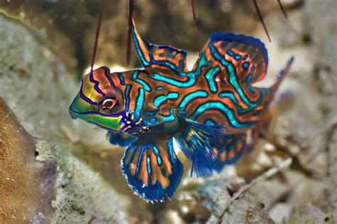 The Most Beautiful Fishes In The World Vlrengbr