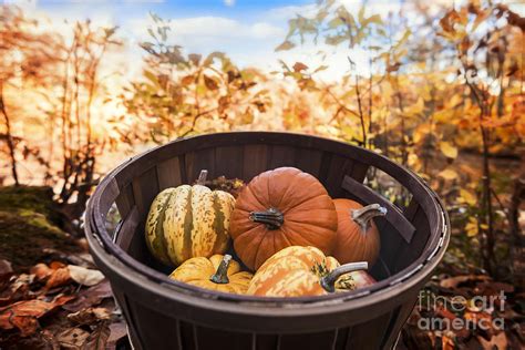 Fall Harvest Basket Photograph By Alissa Beth Photography Fine Art