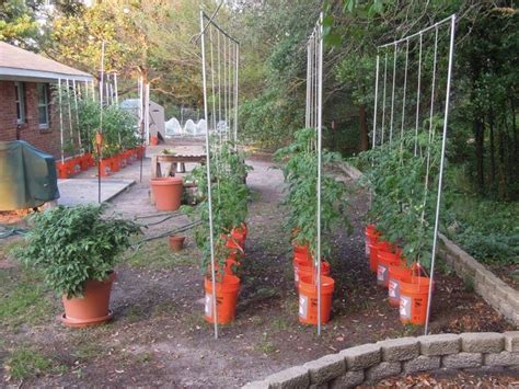 Tomato Trellis Outside Gardening Pinterest