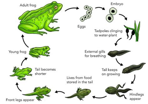 The Diagram Illustrates The Life Cycle Process Of Frogs In A Pond