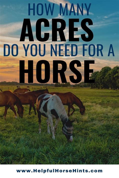 How Many Acres Do You Need For A Horse Horses Homesteading Animals