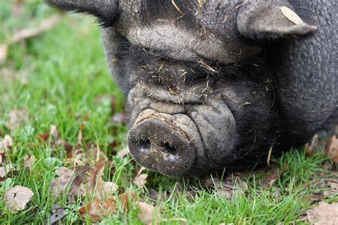 Vietnamese Pot Bellied Pig Livestockpedia