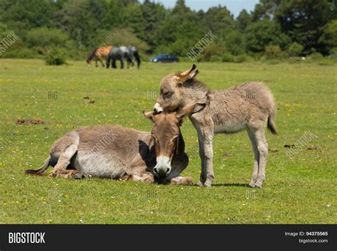 Mother Baby Donkey Image And Photo Free Trial Bigstock