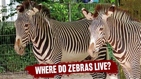 The grévy's zebra (equus grevyi), plains zebra. Where Do Zebras Live? Quick Zoology Facts and Information ...