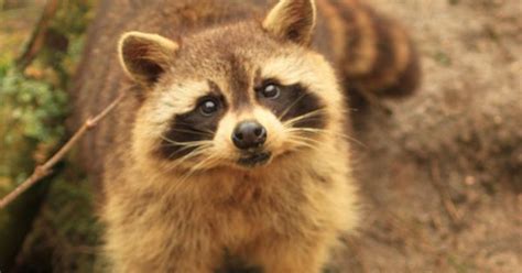 Pretty Raccoon Wild And Tame Animals Pinterest So Cute Change