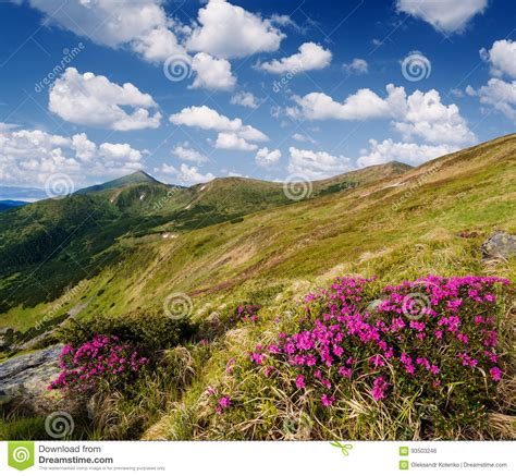 Flowers In The Mountains In Summer Stock Photo Image Of Idyllic