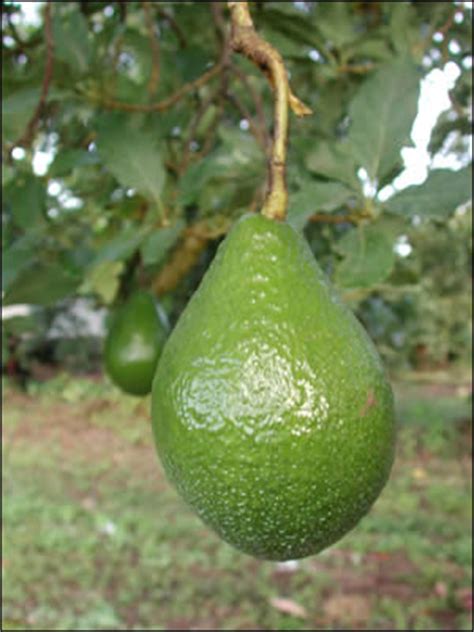 Late winter and through spring is the best time to plant avocados in new zealand. Plant ID: Fruits & Nuts: Avocado - Florida Master Gardener ...
