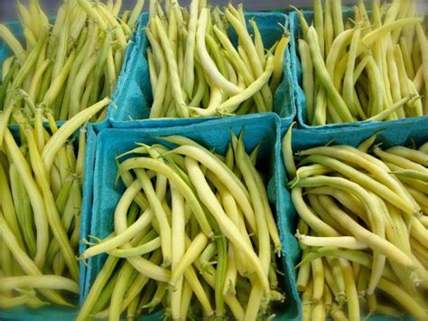 Either 1/2 litre (1 us if not blanched, beans must be packed deliberately tight.1. Organic Heirloom Bush Bean Seed Rocdor Yellow by ...