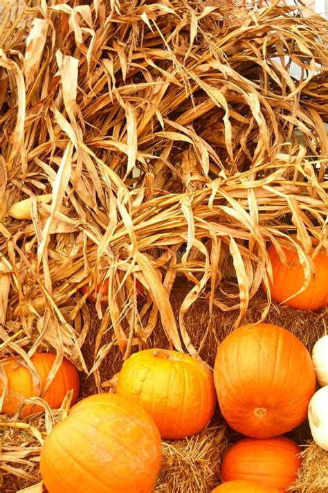 Corn Stalks And Autumn Pumpkins Stock Photo Image 16448520