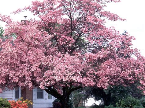 Dogwood Pink Flowering Campbells Nursery