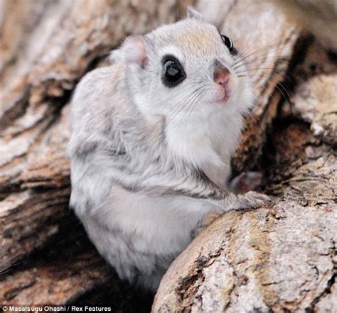 Are These The Cutest Furry Animals In The World Flying