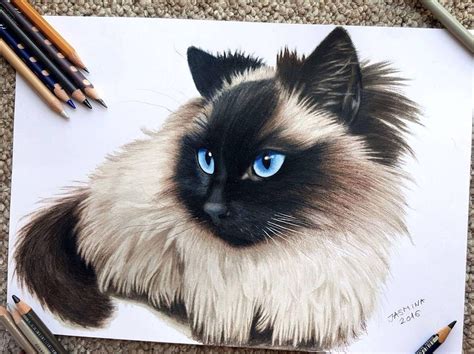 Siamese Cat Realistic Animal Portraits With Colored Pencils By