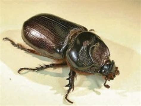Coordinating group on alien pest species. Alien beetles threaten state's coconut, palm trees