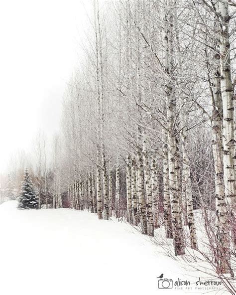 Winter Tree Print Aspen Trees Colorado Snow Landscape Etsy Snowy