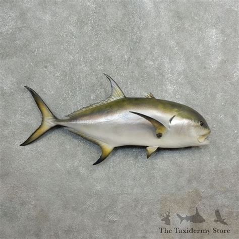 Reproduction Amberjack Taxidermy Fish Mount 17790 The Taxidermy Store