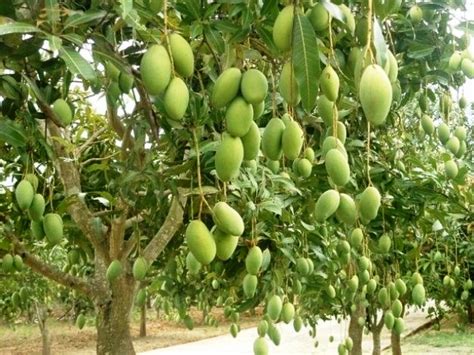 Beli buah mangga harum manis online berkualitas dengan harga murah terbaru 2021 di tokopedia! Cara budidaya buah mangga harum manis - MEDIA TEKNOLOGI ...