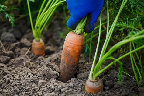Premium Photo Beautiful Big Carrot Growing In The Ground Digging