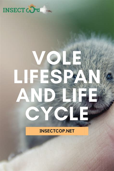 Vole Lifespan And Life Cycle Insect Cop In 2021 Life Cycles Insect