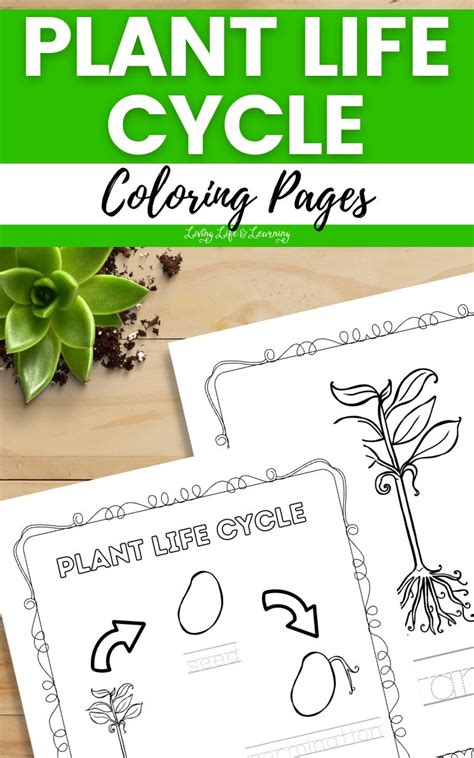 Plant Life Cycle Coloring Pages