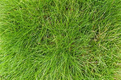 How To Care For Fescue Grass