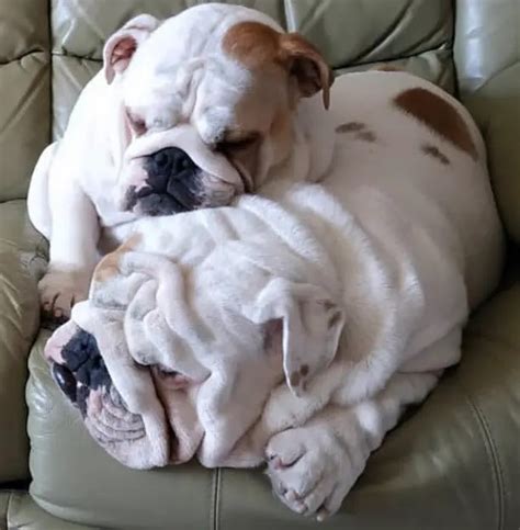 14 Photos Of English Bulldogs Who Love To Sleep So Much Dog Red Line