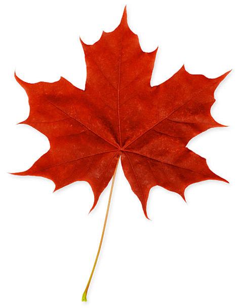 Maple Leaf Stock Photos Pictures And Royalty Free Images Istock