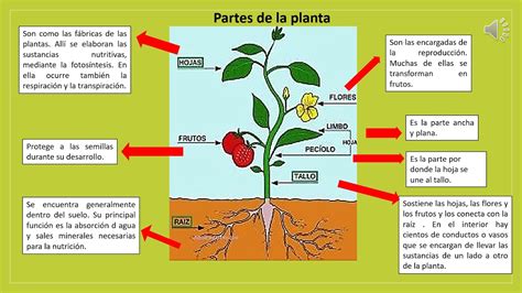 ¿qué Sustancias Necesitan Las Plantas Para Crecer Tienda Online De