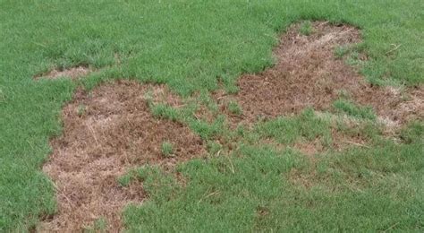 Brown Patch Lawn Diseases Spring Touch Lawn Care