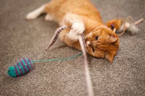 My cat and rabbit sharing lunch while we are in lockdown. How to Play With Your Cat for Feline-Human Bonding