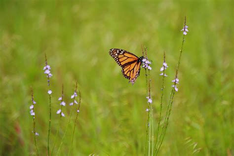 Monarch Butterfly On Blue Wildflowers Photograph By Gaby Ethington