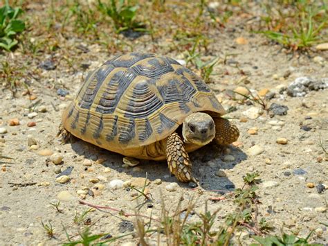 How To Identify Hermanns Tortoises Tortoise Forum