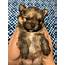 Pomeranian Puppies For Sale  Kentwood MI 317341